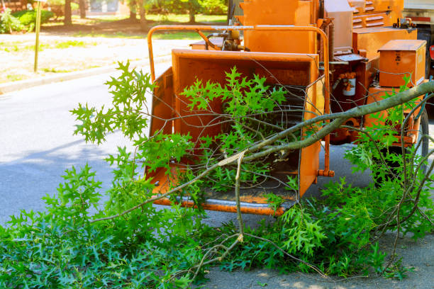 Best Emergency Tree Removal  in Tupelo, MS