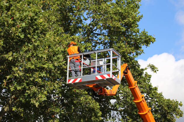 Reliable Tupelo, MS Tree Services Solutions